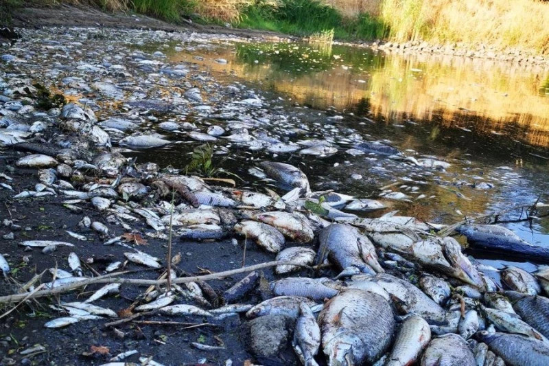 Kolejna katastrofa na Odrze. Winne kopalnie i bezczynność władz?